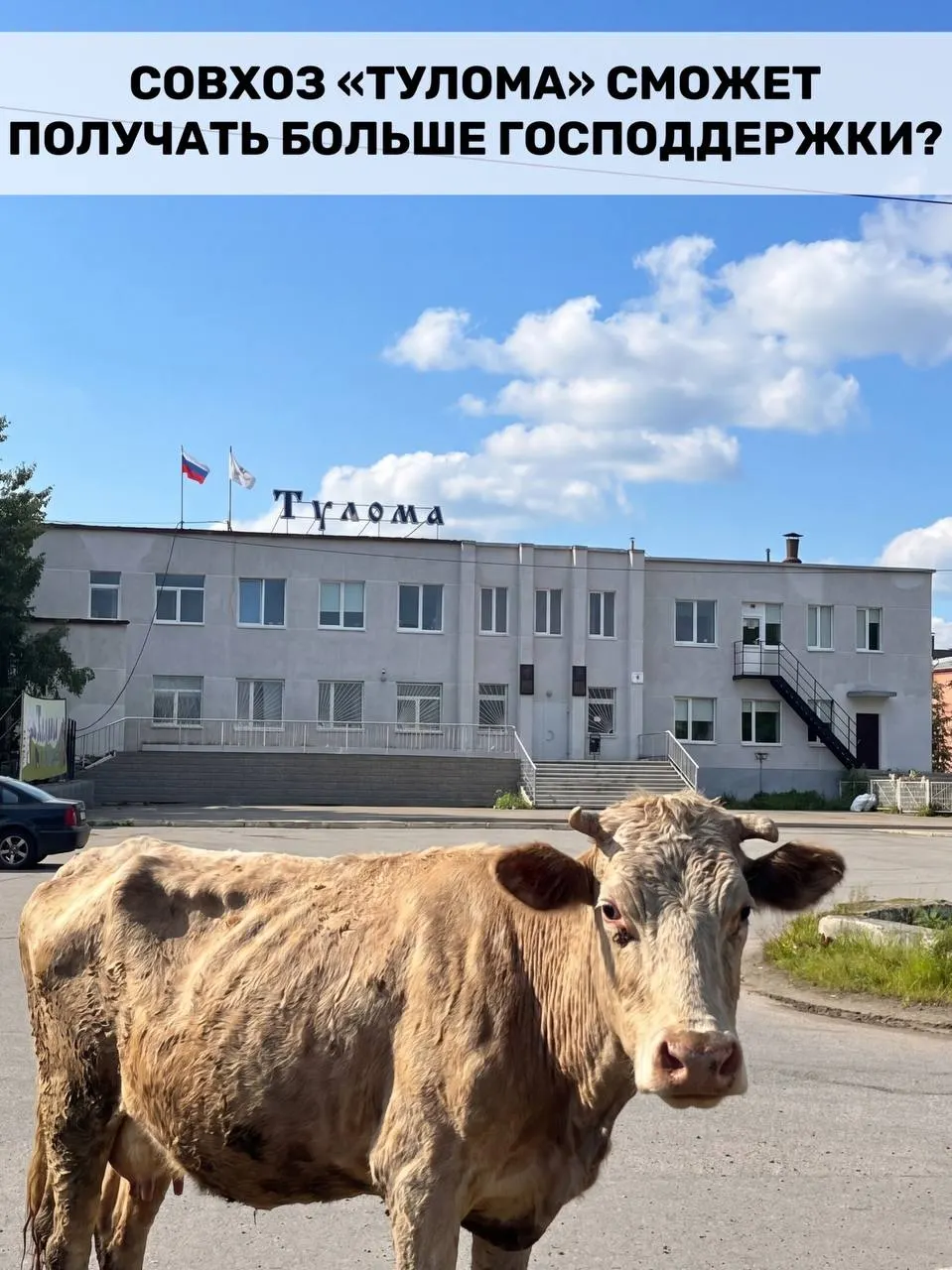 Изменение правил субсидирования молочных хозяйств позволит госпредприятиям с долей власти свыше 25% получать помощь, но критическое положение в совхозе «Тулома» ставит под вопрос скорость и эффективность этой поддержки.