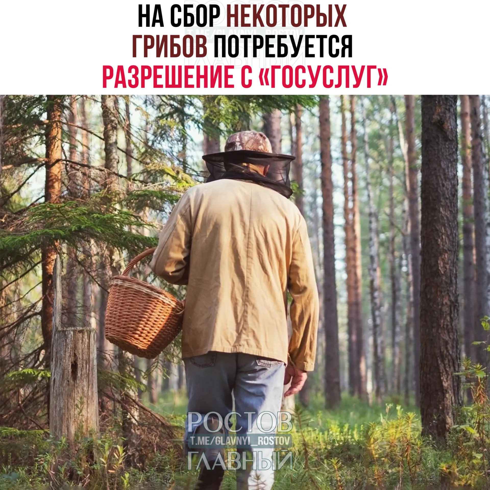 Для сбора некоторых редких грибов, включая сыроежку золотистую и чёрный трюфель, потребуется разрешение через портал «Госуслуги». Заявления будут рассматривать до 15 дней; сбор краснокнижных грибов без разрешения повлечёт уголовную ответственность.