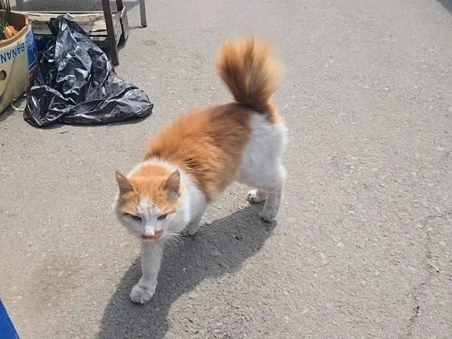 Кота, которого вытащили из задымлённого контейнера во время крупного пожара на территории бывшего Спортивного рынка, передали волонтёрам — сейчас он восстанавливается и ждёт новых хозяев.