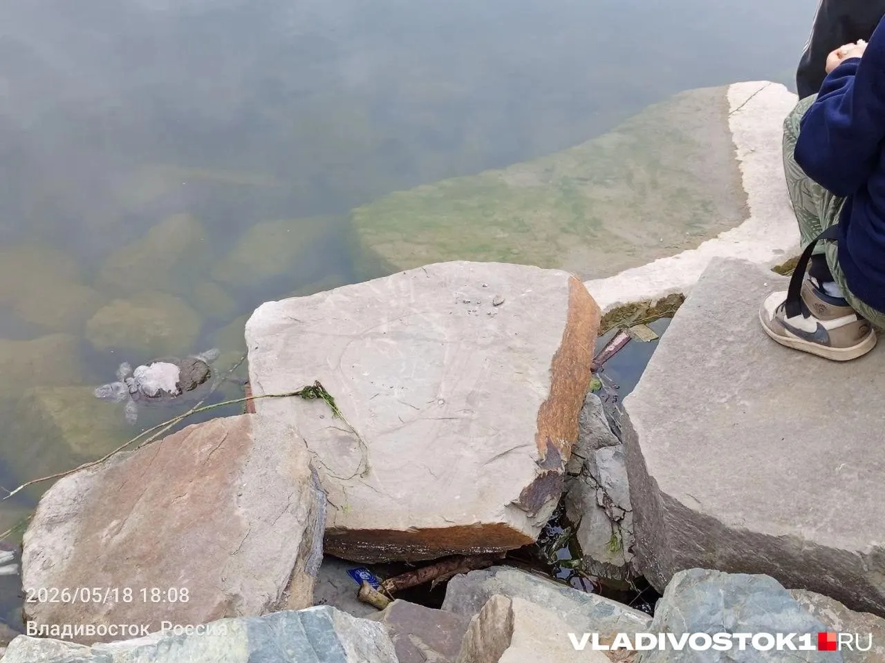 Жительница заметила плёнку на воде, мертвых черепах и скрытый мусор у берега; по её словам, обращения в службы не принесли результата, она просит провести полноценное обследование водоема.
