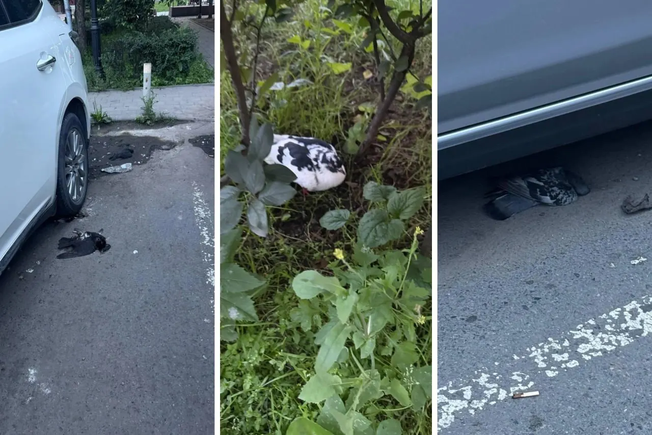 В Первореченском районе и других частях города обнаружили множество мёртвых и, вероятно, отравленных голубей. В МЦУ передали информацию в ответственное подразделение для проверки.