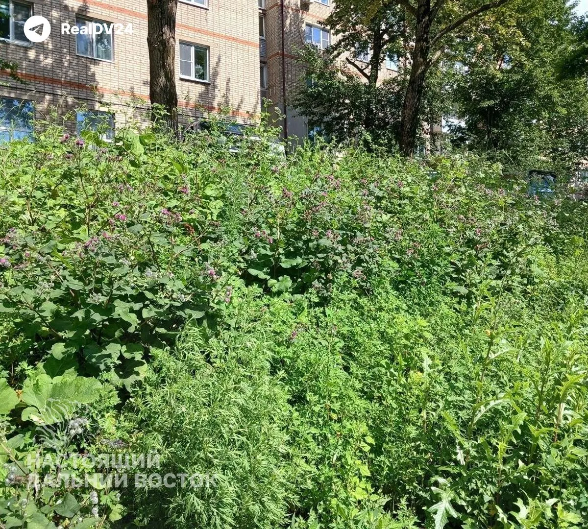 Покос травы во Владивостоке идёт медленно из-за затяжных дождей. Власти объясняют задержку погодными условиями и заявляют о корректировке графиков работ.