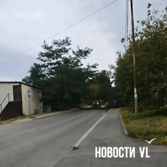 Сильный шторм повредил инфраструктуру: деревья валятся на дорогах и создают заторы на нескольких проспектах и улицах Владивостока.
