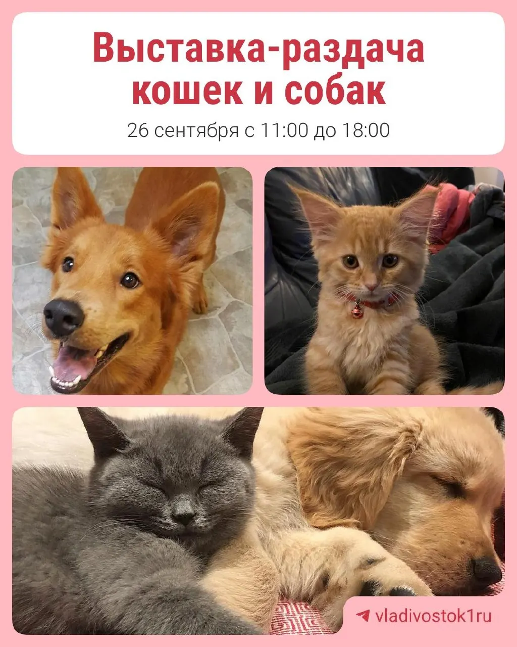 Во Владивостоке пройдет выставка-раздача животных, на которой ищут семьи для котят и собак. Организаторы напоминают приносить паспорт животного и переноску.