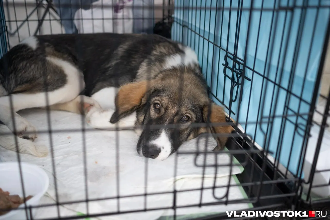 Законопроект предусматривает увеличение выплат за ловлю и доставку собак в приют, а также увеличение доли животных, которых нельзя вернуть на прежнее место обитания.